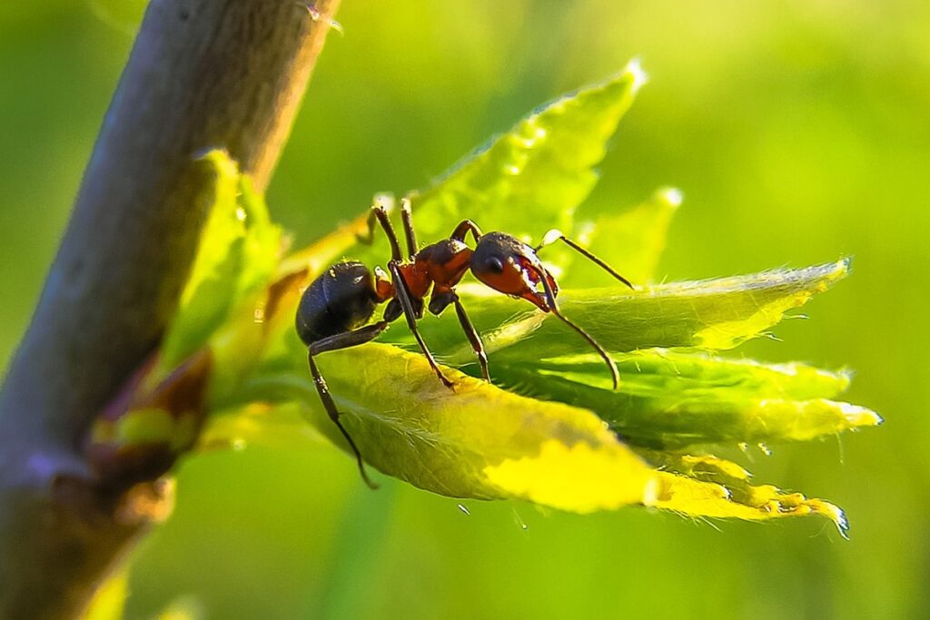 Close up of an ant in a plant