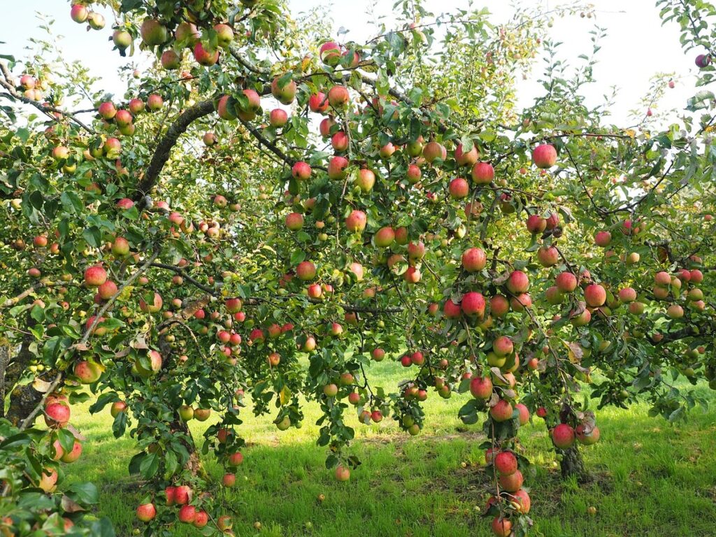 Apple tree with lots of fruits