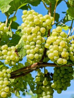 A vine of green grapes