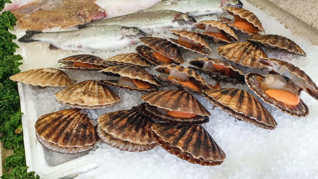 Fresh scallops next to different kinds of fishes