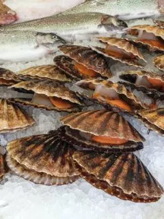 Fresh scallops next to different kinds of fishes