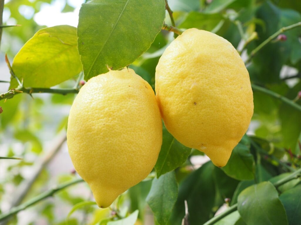 Close up of two lemons hanging from the tree