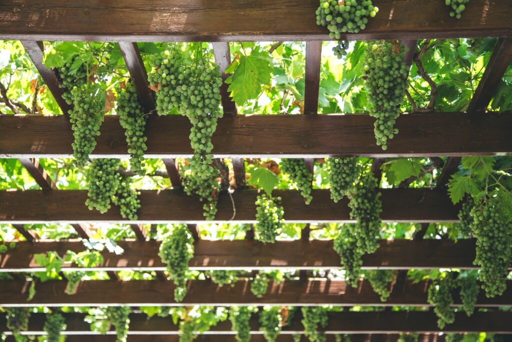 Green grapes vineyard
