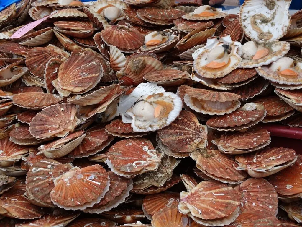 Fresh scallops with some opened shells