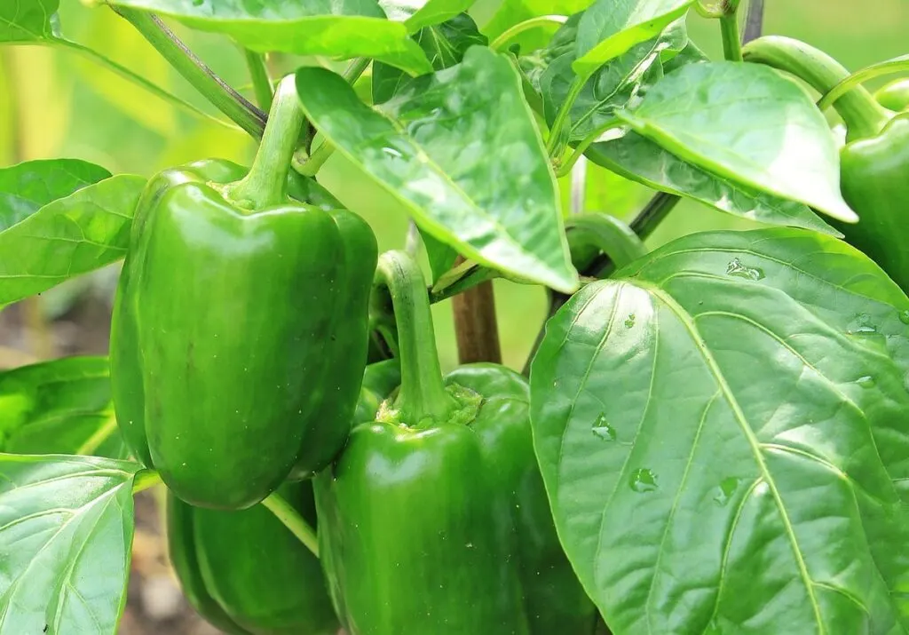 Bell pepper plant with green bell peppers