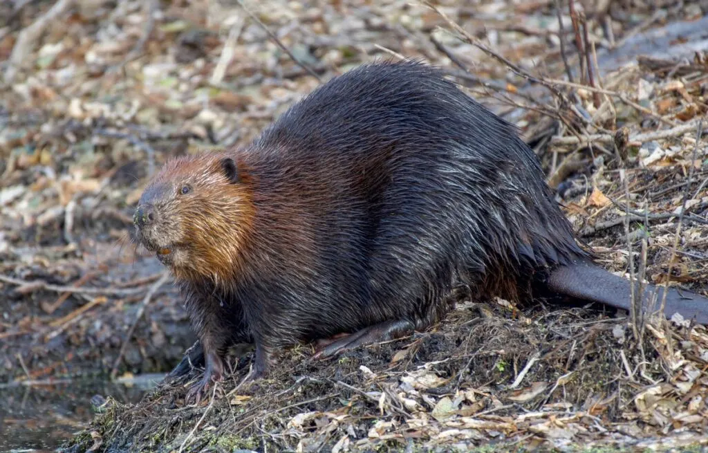 A close up photo of a beaver on the ground