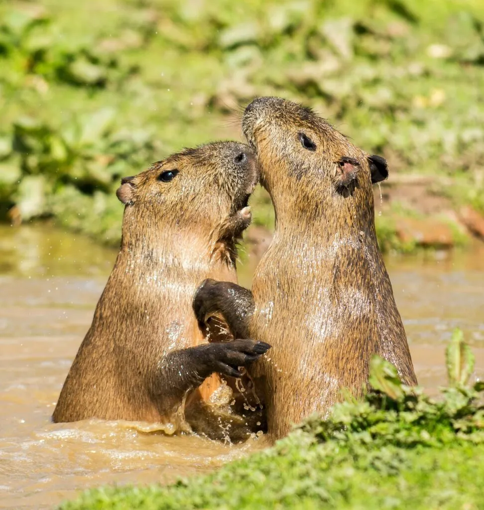A pair of beavers showing affection in the pond