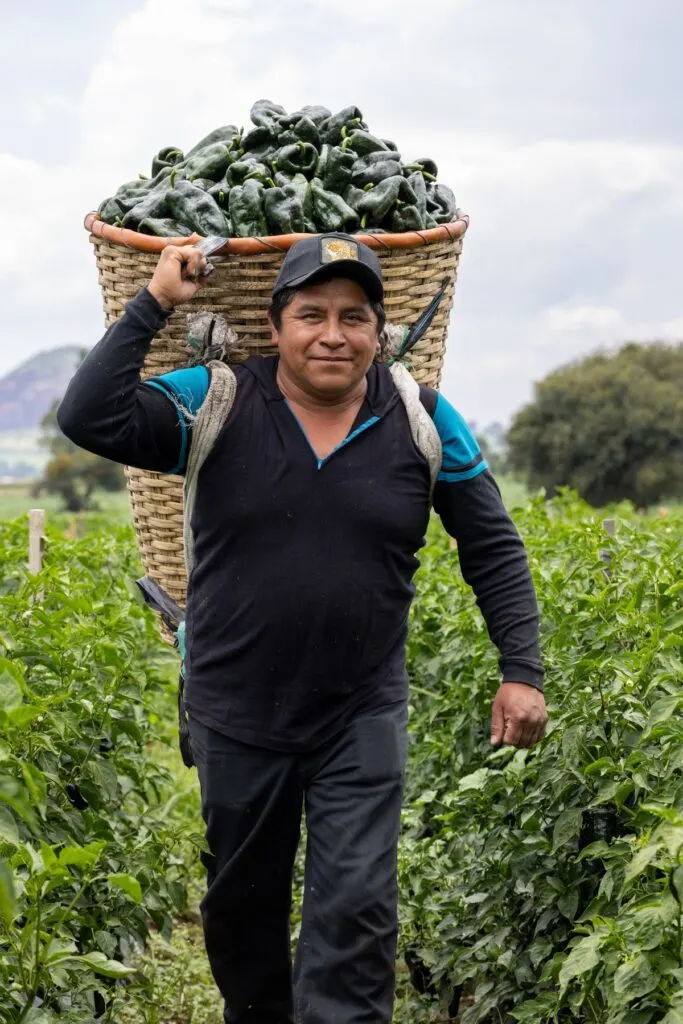 Man in baseball cap carrying a basket of poblano peppers on his back
