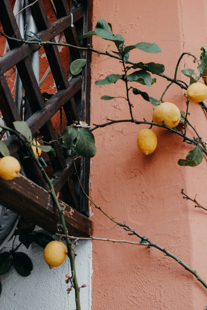 Branch of lemon 