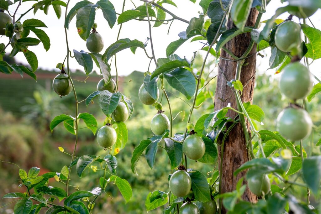 Green unripe passion fruits hanging from the vine