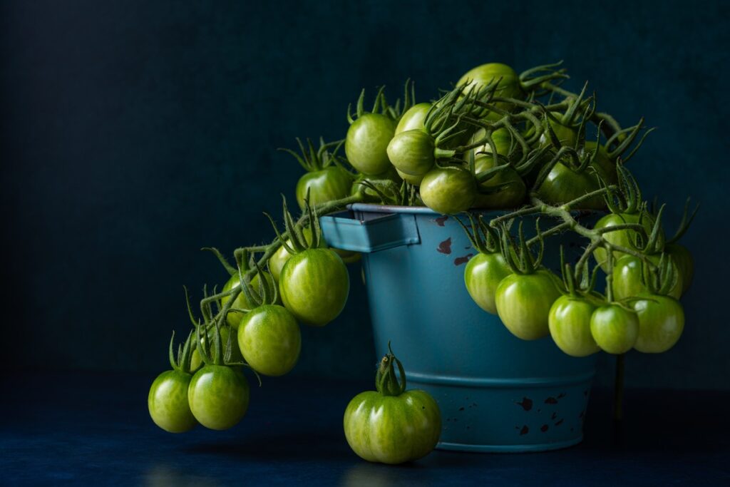 Green tomatoes in a bucket