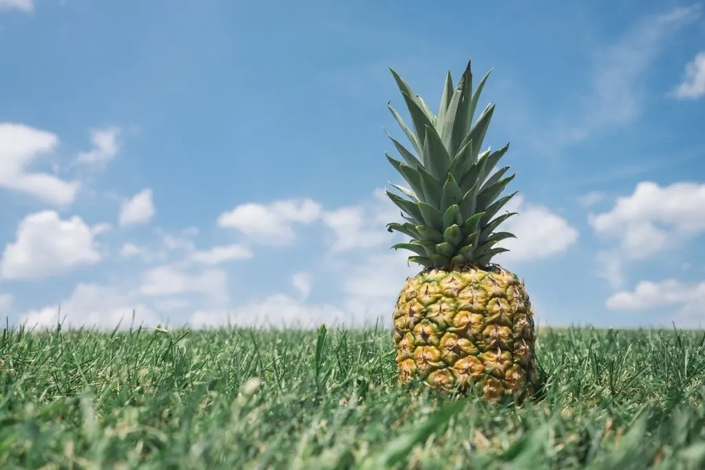 Pineapple on a green field