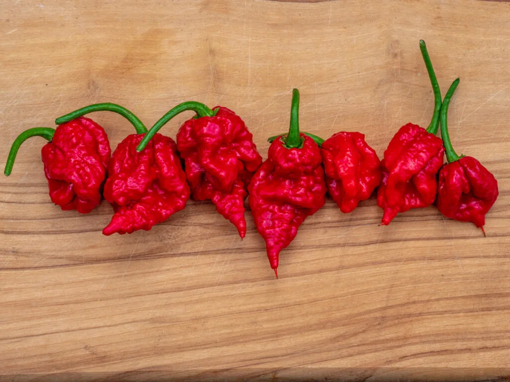 Red Carolina reaper peppers on wooden board
