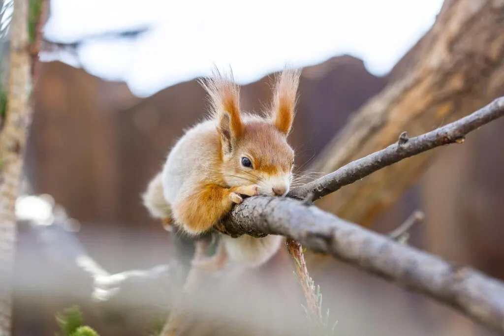 A brown squirrel resting on a brown branch